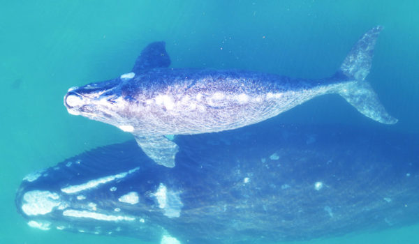 Ballenas: cómo se las ingenian los científicos para pesar a los animales más grandes de la Tierra