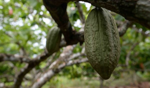 cacao, exportaciones, Nicaragua