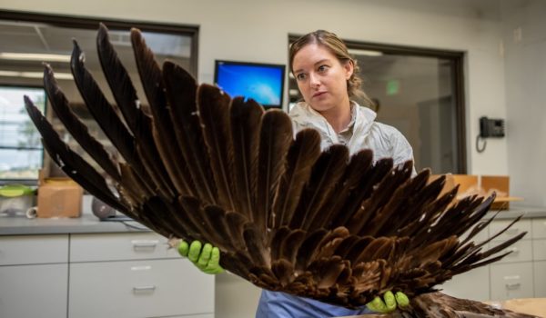 aguila dorada, Estados Unidos