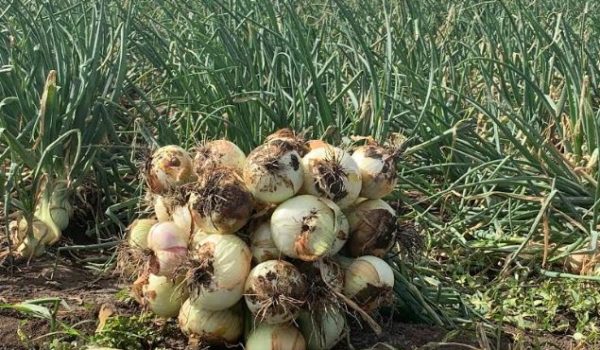 cebolla, Matagalpa, productores, importaciones