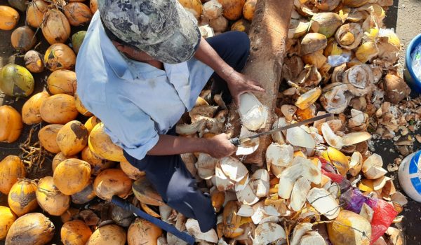Cocos en Managua