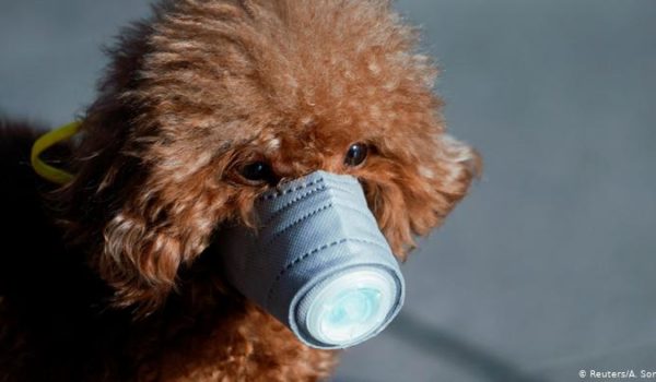 Detectan al primer perro con coronavirus