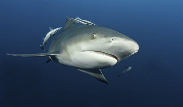 10 cosas que quizá no sabías sobre los tiburones de «agua dulce» del Cocibolca