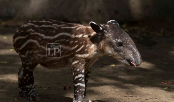 Valentina, tapir, Nicaragua