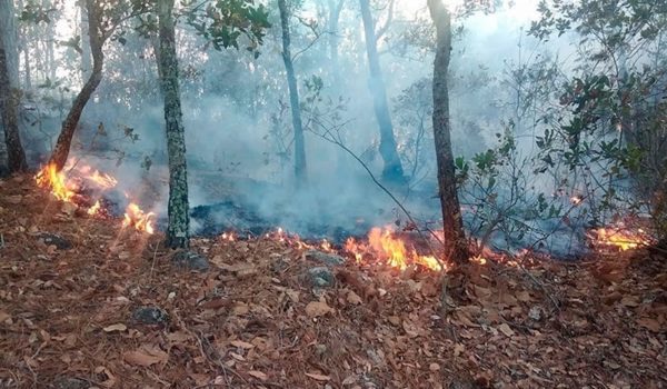 incendios forestales,