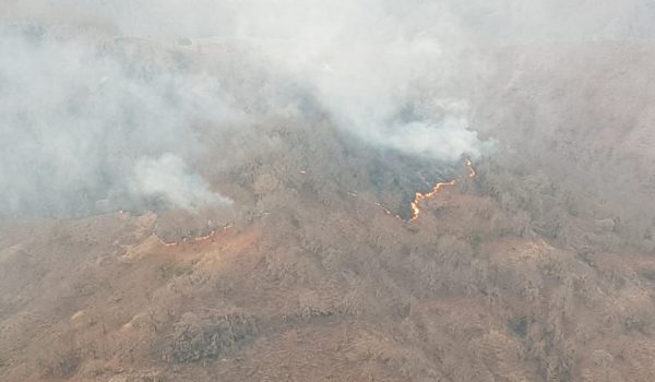 Incendios en municipios de Madriz consumen 770 hectáreas de bosques de pinos