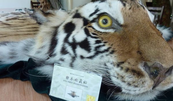 animales, Wuhan, China