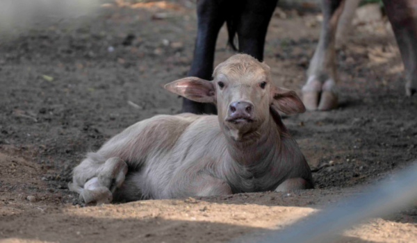 El pequeño búfalo fue bautizado como Covid, pero no vino solo. Nacieron dos tigrillos y una tapir llamada Valentina. LA PRENSA/ROBERTO FONSECA
