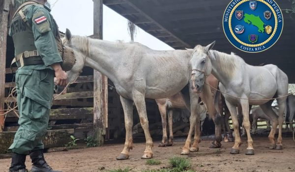 Decomisan cuatro equinos que serían destinados al consumo humano en Costa Rica