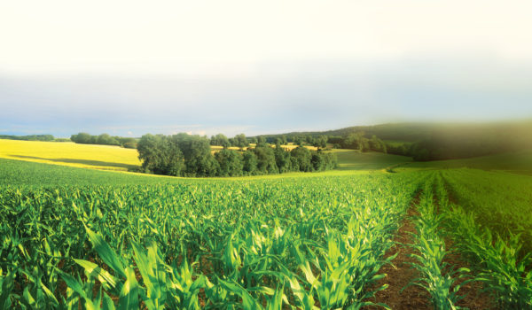 Lafise con crédito agrícola