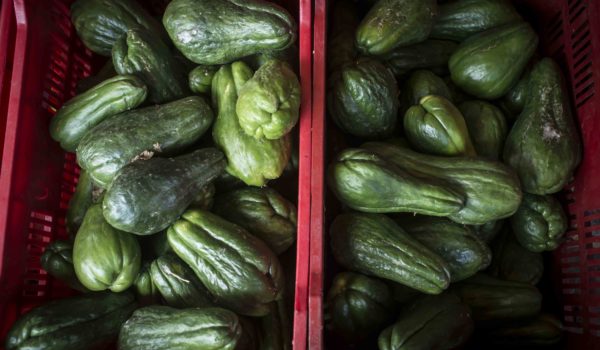 Precio del chayote por los cielos: saco pasó de C$400 a 1,400 córdobas