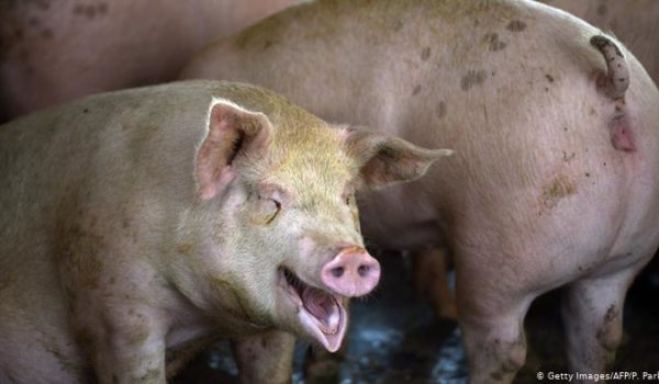Científicos chinos alertan de nueva cepa de gripe porcina
