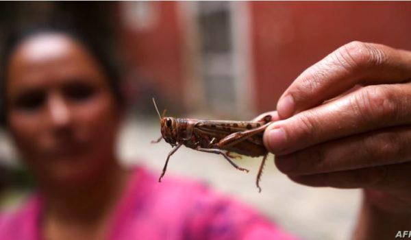 ¿Qué hace Centroamérica para frenar plaga de langostas que amenaza sus cultivos?