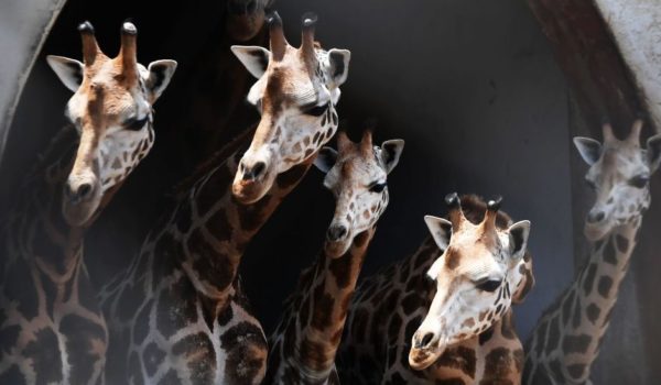 La sorprendente manera en la que los animales entienden los números (y qué ventajas les da para su supervivencia)
