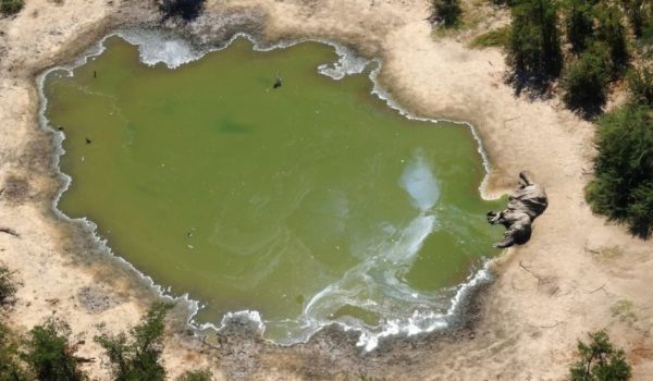Resuelven el misterio de la muerte de cientos de elefantes en Botsuana