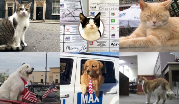 Peludos funcionarios: ellos son gatos y perros que ejercen altos cargos públicos