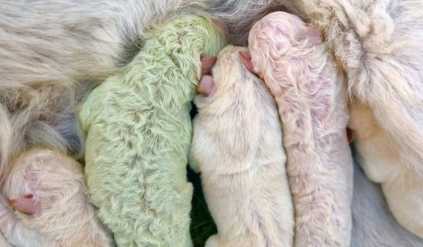 «Pistacho», el raro perrito verde que nació en Italia