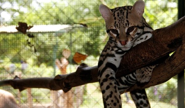 Convertirán el zoológico en un parque nacional
