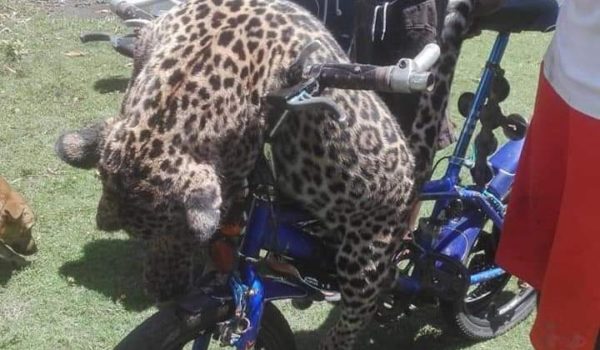 Un cachorro jaguar fue asesinado a golpes por personas de una comunidad en Puerto Cabezas. LA PRENSA / CORTESÍA