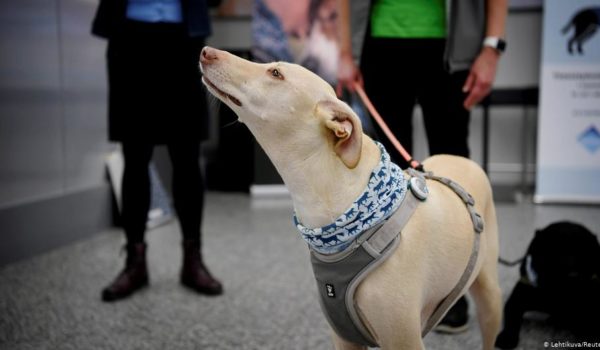 Ensayos con perros rastreadores de COVID-19 en Finlandia arrojan resultados prometedores