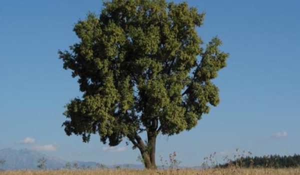 Vacuna contra la covid-19: el árbol mapuche que alberga un ingrediente «clave» para combatir la pandemia