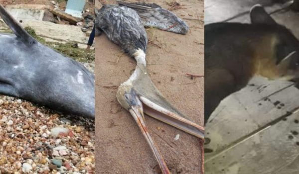 La fauna también sufre los estragos de los huracanes Eta e Iota, en el Caribe Norte de Nicaragua. LA PRENSA
