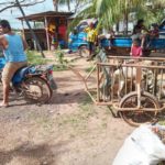 Atenciones veterinarias gratuitas en comunidades del Caribe Norte de Nicaragua por la brigada de médicos WAP. LA PRENSA / CORTESÍA WAP