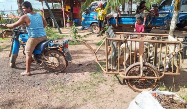 Atenciones veterinarias gratuitas en comunidades del Caribe Norte de Nicaragua por la brigada de médicos WAP. LA PRENSA / CORTESÍA WAP