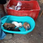 Las atenciones se han centrado más en perros, por la cantidad mayor que existe en esas localidades. LA PRENSA / CORTESÍA WAP