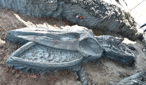 Hallan en Tailandia el esqueleto casi intacto de una ballena de hace al menos 3,000 años