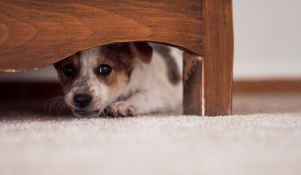 perros, pólvora