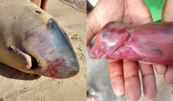 Rara ballena llega muerta a costas de Corn Island y locales la destazan para comérsela