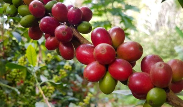 Avanza lentamente la cosecha cafetalera en la zona norte. Productores asfixiados económicamente