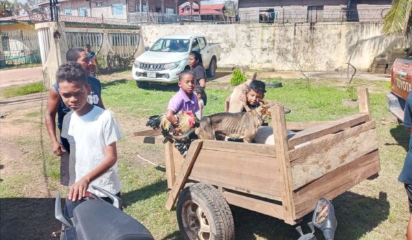 Niños y niñas son los principales protagonistas que llevan a sus animales para que sean atendidos. LA PRENSA / CORTESÍA WAP