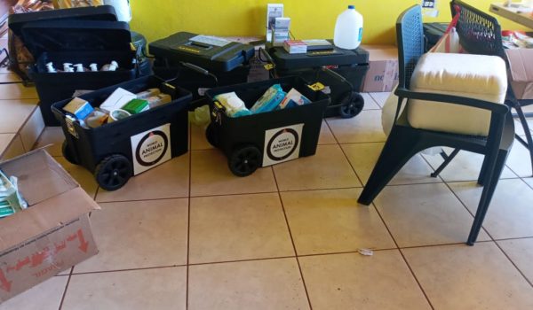 Parte de los instrumentos que llevaron hasta Bilwi la brigada de veterinarios. LA PRENSA / CORTESÍA WAP