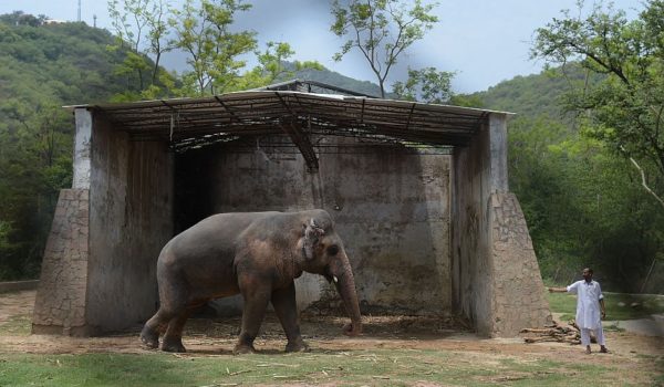 La historia de Kaavan, el “elefante más solitario del mundo” que fue liberado tras la presión de Cher