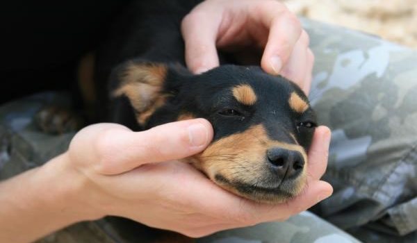 Envenenan a perros y gatos en barrio de Managua