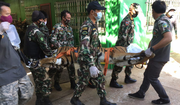 Encuentran un tigre decapitado en un zoológico de Tailandia
