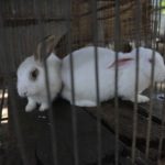 Conejos también se encuentran en rehabilitación. LA PRENSA / R. FONSECA