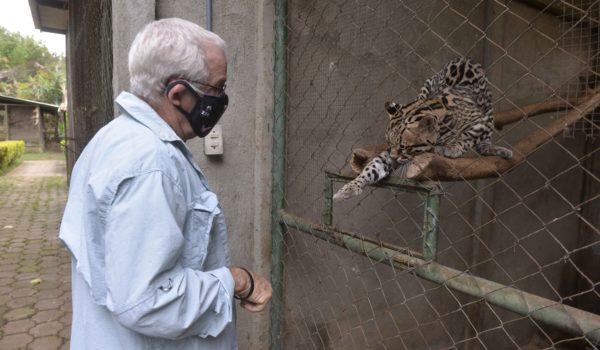 El presidente del Zoológico Nacional de Nicaragua y también veterinario, junto a un tigrillo margay que se encuentra en el Centro Nacional de Rescate Vida Silvestre. LA PRENSA / R. FONSECA