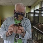 Eduardo Sacasa, veterinario y presidente del zoológico asiste a los animales silvestres rescatados. LA PRENSA / R. FONSECA