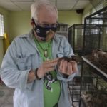 Eduardo Sacasa, veterinario y presidente del zoológico asiste a los animales silvestres rescatados. LA PRENSA / R. FONSECA