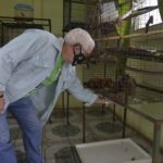 Eduardo Sacasa, veterinario y presidente del zoológico asiste a los animales silvestres rescatados. LA PRENSA / R. FONSECA