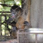 Algunos monos eran domesticados en las casas. Ahora se encuentran en rehabilitación para ser liberados en sus hábitats. LA PRENSA / R. FONSECA