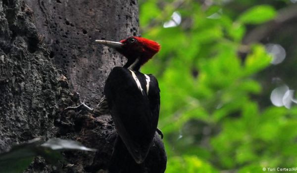 Costa Rica