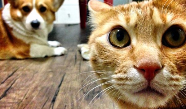 La ciudad que hará tests a todas las mascotas con síntomas de covid-19