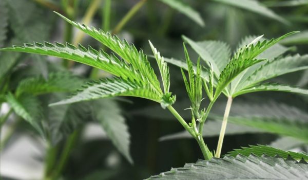 marihuana