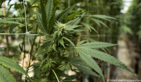 Estado de Nueva York anuncia acuerdo para legalizar la marihuana recreativa