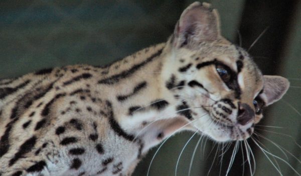Una pareja de tigrillos margay que nacieron en cautiverio esperan ser liberados. Necesitan dos collares satelitales para su seguimiento. LA PRENSA / ZOOLÓGICO NACIONAL
