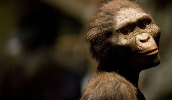 Lucy y Ardi, los fósiles que cambiaron la historia de la humanidad